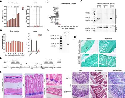 Characterization of an intelectin-1 (Itln1) knockout mouse model